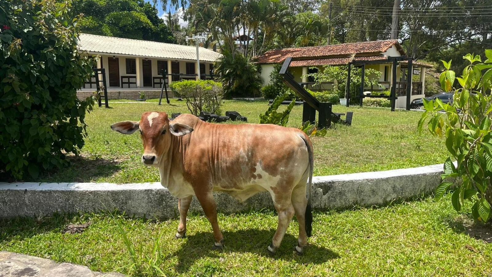 Hotel Fazenda Ceu Aberto Gravatá Zewnętrze zdjęcie