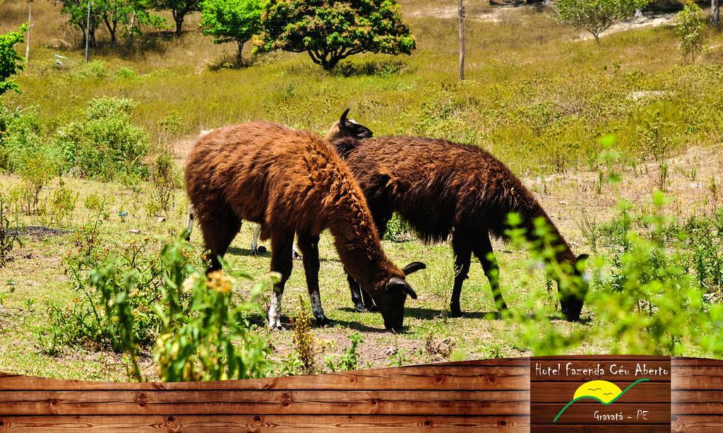 Hotel Fazenda Ceu Aberto Gravatá Zewnętrze zdjęcie